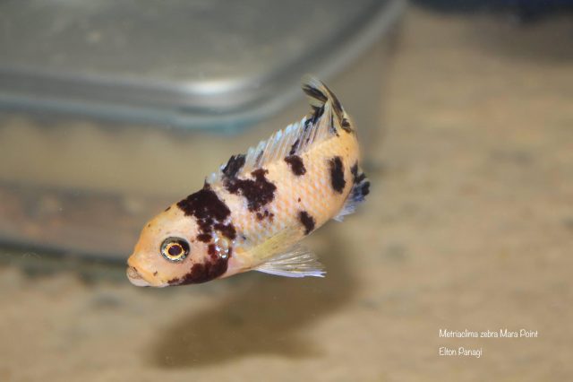Metriaclima zebra Mara Point (OB samice)