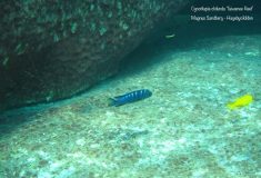Cynotilapia chilundu