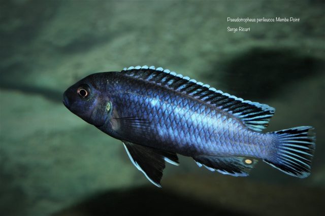 Pseudotropheus perileucos