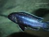 Pseudotropheus perileucos