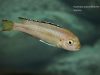 Pseudotropheus perileucos Membe Point (samice)