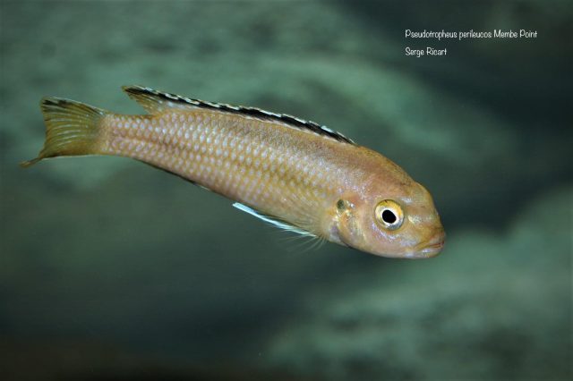 Pseudotropheus perileucos Membe Point (samice)