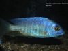 Placidochromis sp. 'electra boadzulu' 