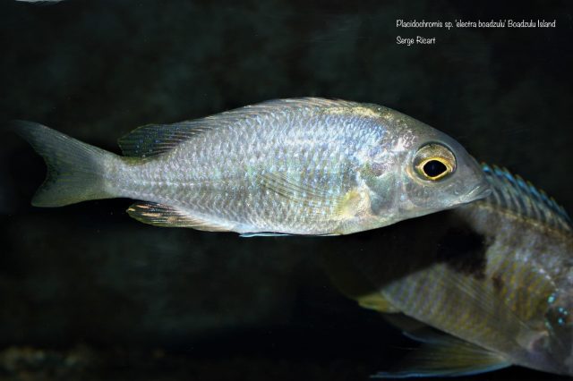 Placidochromis sp. 'electra boadzulu' (samice)