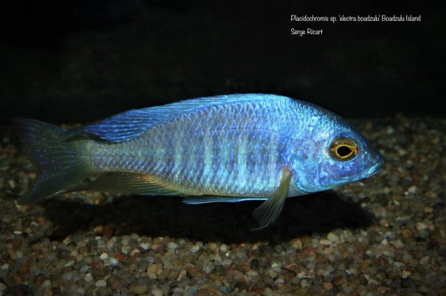 Placidochromis sp. &#8218;electra&#8216;