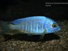 Placidochromis sp. ‚electra‘