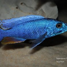 Sciaenochromis fryeri