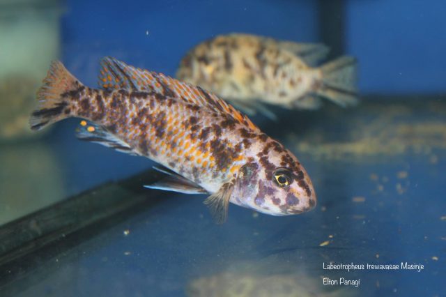 Labeotropheus trewavasae Masinje (OB samice)