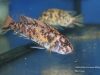 Labeotropheus trewavasae Masinje (OB samice)