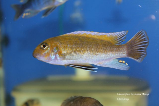 Labeotropheus trewavasae Masinje (samec)