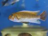 Labeotropheus trewavasae Masinje (samec)