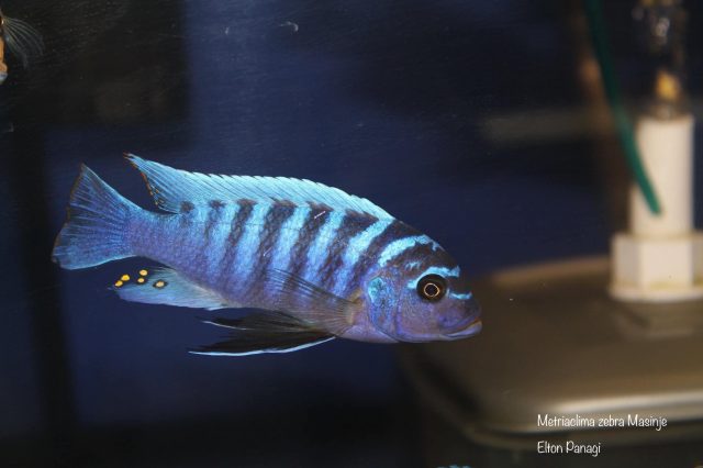 Metriaclima zebra Masinje (samec)