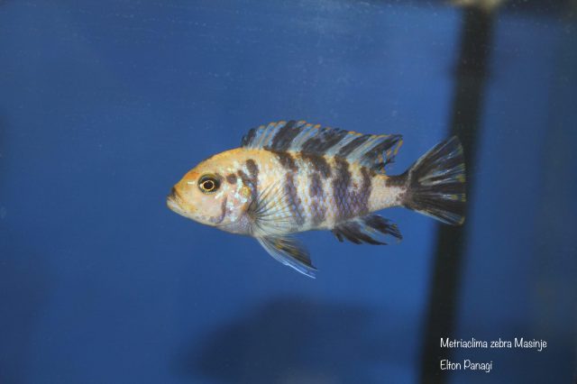 Metriaclima zebra Masinje (OB samice)