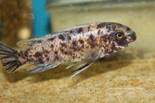 Labeotropheus trewavasae Masinje (OB samice)