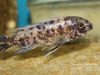Labeotropheus trewavasae Masinje (OB samice)