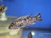 Labeotropheus trewavasae Masinje (OB samice)