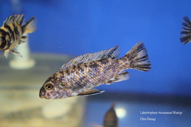 Labeotropheus trewavasae Masinje (OB samice)