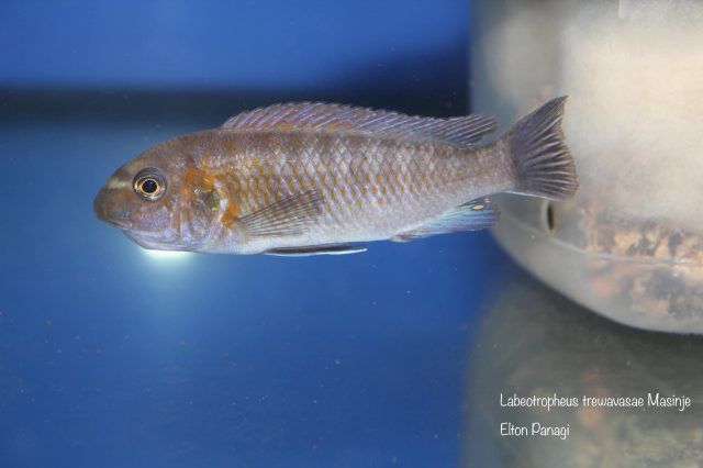 Labeotropheus trewavasae Masinje (standardní samice)