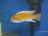 Labeotropheus trewavasae Masinje (samec)