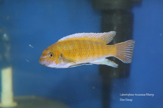 Labeotropheus trewavasae Masinje (samec)