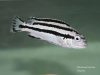 Melanochromis loriae Puulu