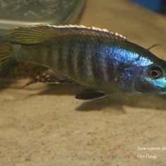 Sciaenochromis ahli