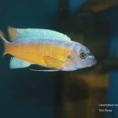 Labeotropheus trewavasae