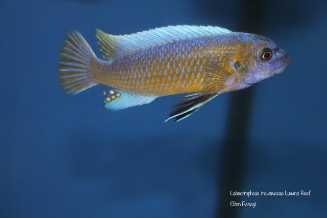 Labeotropheus trewavasae Luwino Reef
