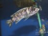 Labeotropheus trewavasae Luwino Reef (OB samice)