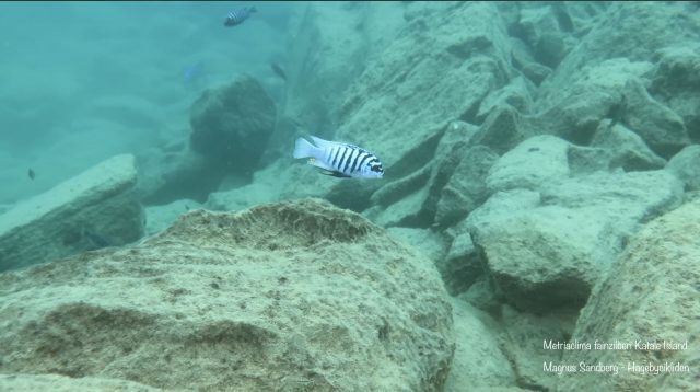 Metriaclima fainzilberi Katale Island