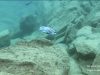 Metriaclima fainzilberi Katale Island