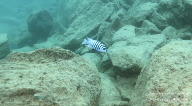 Metriaclima fainzilberi Katale Island