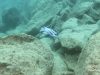 Metriaclima fainzilberi Katale Island