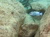 Metriaclima fainzilberi Katale Island