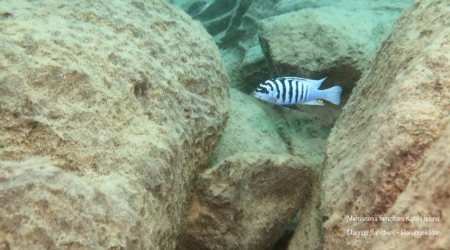 Metriaclima fainzilberi Katale Island