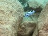 Metriaclima fainzilberi Katale Island