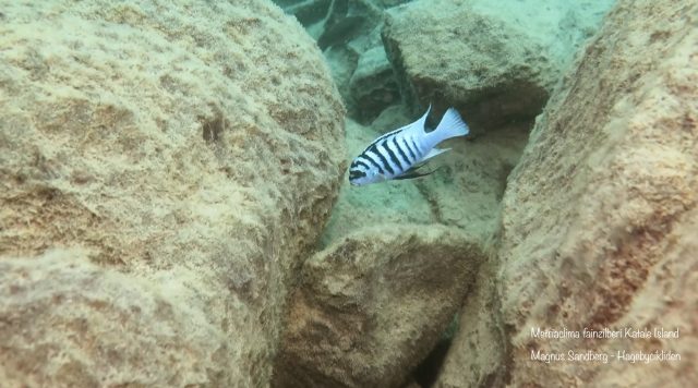 Metriaclima fainzilberi Katale Island