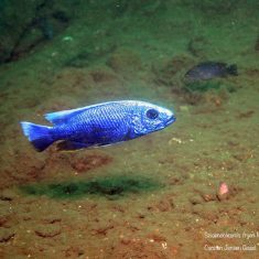 Sciaenochromis fryeri