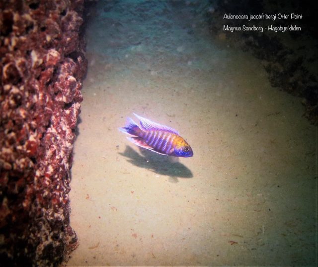 Aulonocara jacobfribergi Otter Point (samec)
