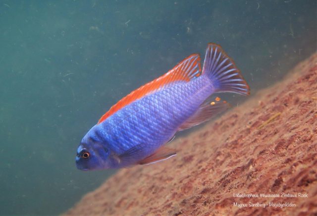 Labeotropheus trewavasae (samec)