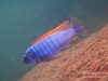 Labeotropheus trewavasae (samec)