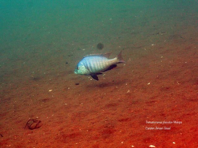 Trematocranus placodon