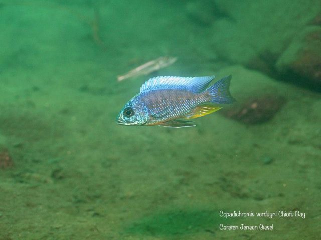 Copadichromis verduyni