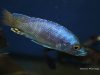 Otopharynx antron (samec)