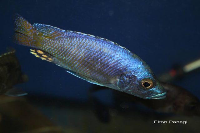 Otopharynx antron (samec)