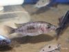 Otopharynx antron (samice)
