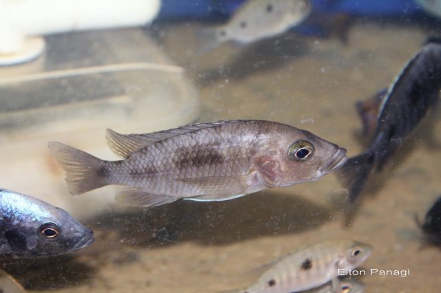 Otopharynx antron (samice)