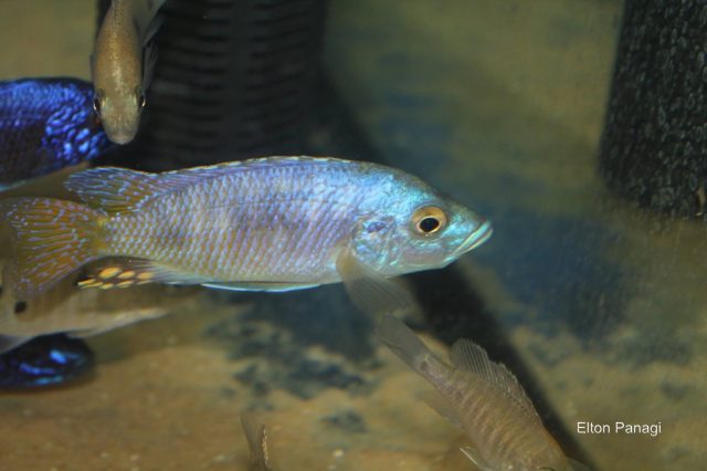 Otopharynx antron (samec)