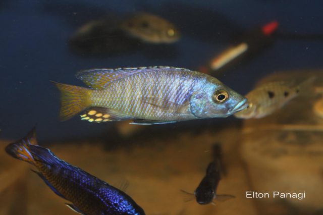 Otopharynx antron