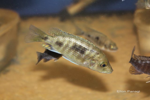 Otopharynx antron (samice)